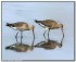 Кулик большой веретенник - первое гнездо за 30 лет