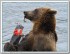 Всекроноцкая ежегодная перепись бурых медведей