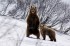 МЧС: на Камчатке начали просыпаться бурые медведи