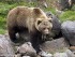 Два медведя замечены в центре Петропавловска-Камчатского