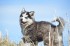 Власти Камчатки купили двух щенков для первого из обещанных питомников ездовых собак