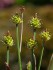 Осока головчатая – новый вид растений обнаружили ученые на территории Быстринского парка Камчатки