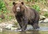 Пять медведей, представлявших опасность для людей, отстреляны на Камчатке с начала года