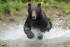 На Камчатке медведь напал на полицейского на реке