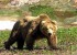 Агрессивного медведя застрелили в Елизовском районе на Камчатке