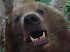 Медведь-людоед, от нападения которого погиб человек, отстрелен на Камчатке