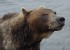 Отстрелен медведь, напавший на человека на Камчатке