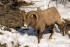 На Камчатке открылась охота на снежного барана