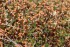 Больше ста видов мхов насчитали в Корякском заповеднике