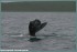 Ученые приступили к подсчету серых китов в бухте Ольга Кроноцкого заповедника