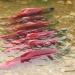  Государственный лососёвый заказник «Река Коль»