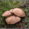 Греби грибы