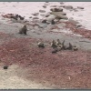 Морской котики на острове Беринга