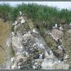 Чайки говорушки острова Беринга