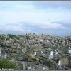 Серокрылые чайки острова Беринга