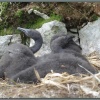 Птенцы бакланов на острове Беринга