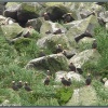 Колония топорков на острове Арий камень