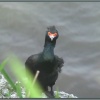 Уникальная птица на острове Беринга
